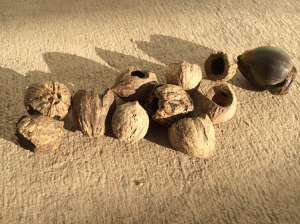 Kieran collected a handful of suitable nuts and brought them home.