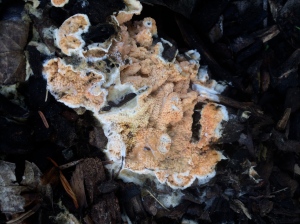 Fungus.