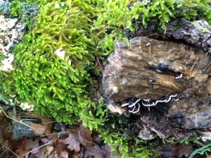 Fungus and moss growing on a fallen tree.