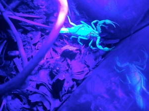 Our scorpions hunt by waiting with claws wide for another critter to come along.